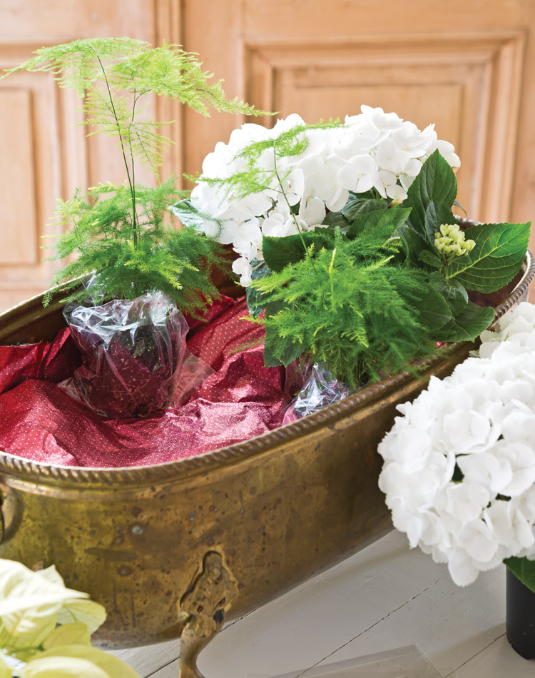 Holiday Blooms: Create a Living Centerpiece