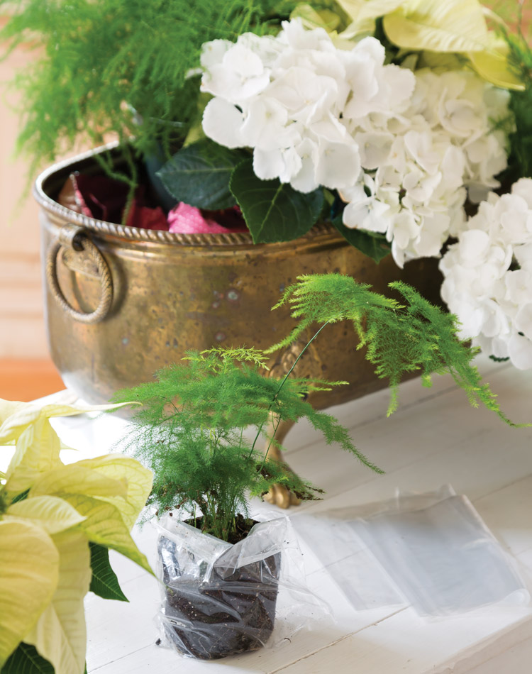 Holiday Blooms: Create a Living Centerpiece