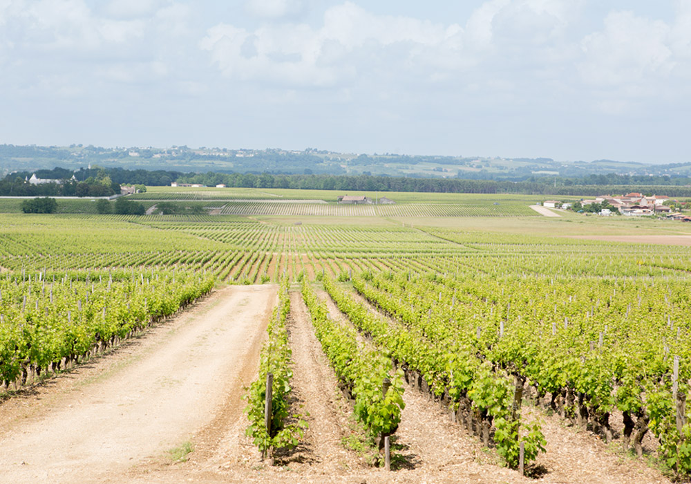 Of Rare Vintage: Château d’Yquem Estate