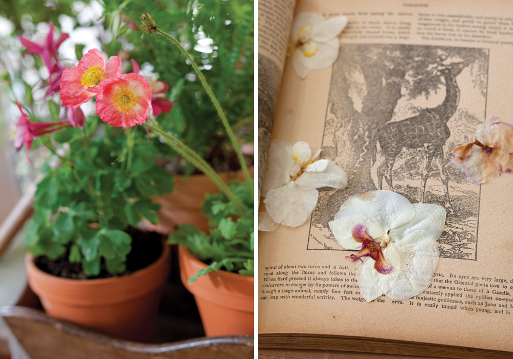 Pressed and Preserved