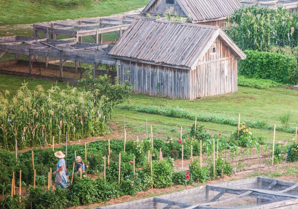 How to Save Seeds for a Bountiful Harvest