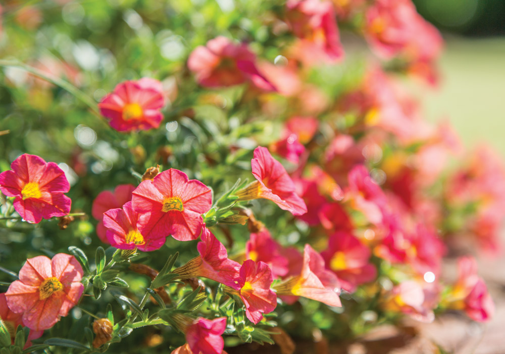 The Summer Sanctuary