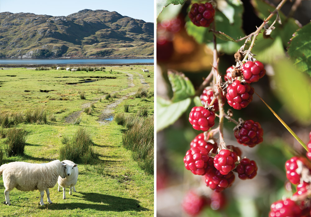 All Aboard the Jacobite