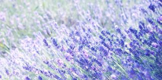 Misleading a Duke by A.S. Fenichel