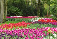 An abundance of colorful tulips in shades of pink, purple, red, and white in Keukenhof Garden, the Netherlands.