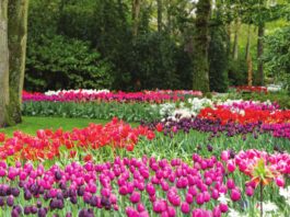 An abundance of colorful tulips in shades of pink, purple, red, and white in Keukenhof Garden, the Netherlands.