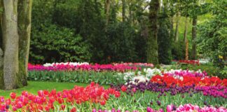 An abundance of colorful tulips in shades of pink, purple, red, and white in Keukenhof Garden, the Netherlands.