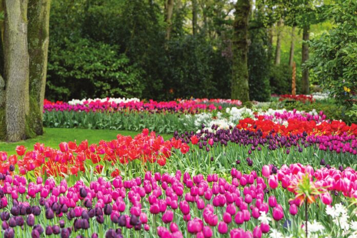 An abundance of colorful tulips in shades of pink, purple, red, and white in Keukenhof Garden, the Netherlands.