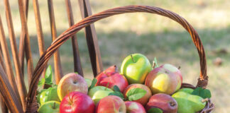 Apples in basket