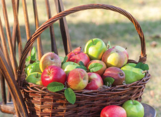 Apples in basket