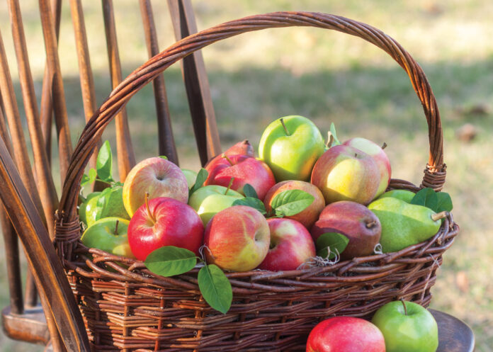 Apples in basket