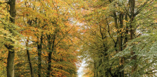 Autumnal road leading up to Chatsworth
