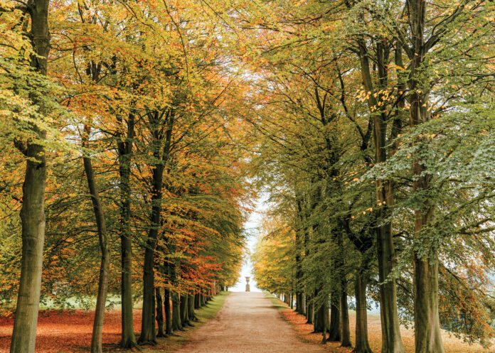 Autumnal road leading up to Chatsworth