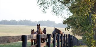 Lexington, KentuckyKS