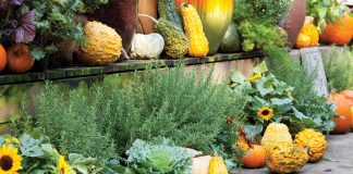 Pumpkins Victoria magazine