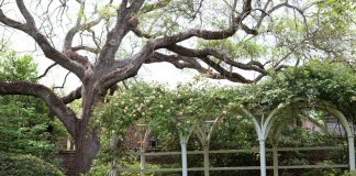 Charleston Gardens Tour