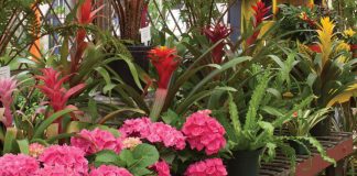 Sweet Peas Garden Shop