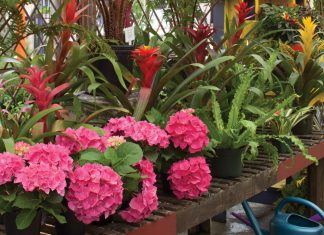 Sweet Peas Garden Shop