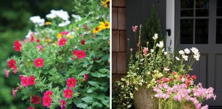 Container Gardening