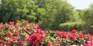 Antique Rose Emporium