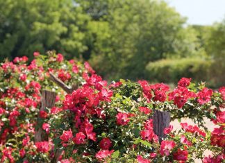 Antique Rose Emporium