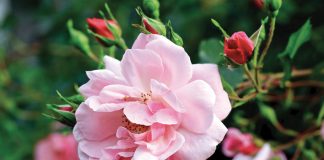 Caring for Roses