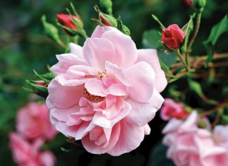 Caring for Roses