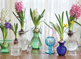 Spring Blooms