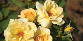Everything you need to know about planting roses in your garden.