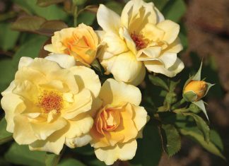 Everything you need to know about planting roses in your garden.