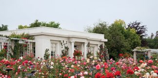 Imagine a garden that replicates the majesty of an illuminated manuscript or a Mary Cassatt portrait. Envision this and more at The Huntington.