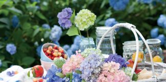 Widely acclaimed for their striking colors and showy blossoms, hydrangeas welcome summer with their signature billowy blooms.