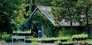 Beauty amongst Cape Cod Lavender Farm.