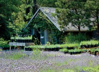 Beauty amongst Cape Cod Lavender Farm.