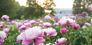 Peonies are aristocratic plants. In China, where they have been an important artistic symbol for centuries, they are called sho yo, or “most beautiful,” connoting riches and honor.