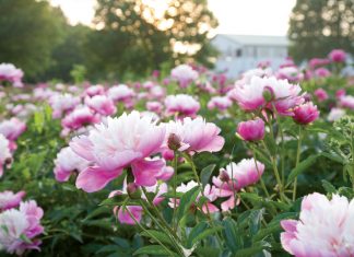 Peonies are aristocratic plants. In China, where they have been an important artistic symbol for centuries, they are called sho yo, or “most beautiful,” connoting riches and honor.