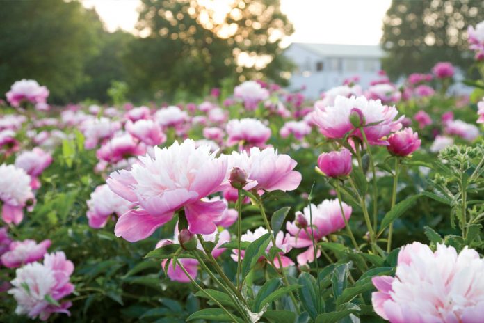 Peonies are aristocratic plants. In China, where they have been an important artistic symbol for centuries, they are called sho yo, or “most beautiful,” connoting riches and honor.