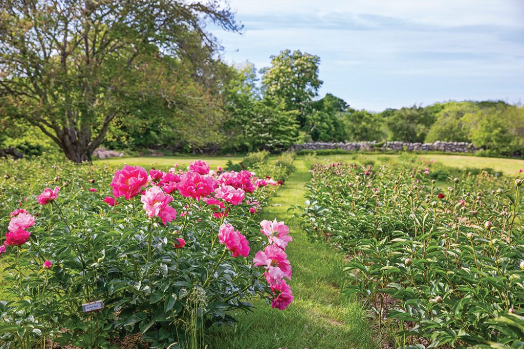 Letters from Victoria: Gifts from Our Pages