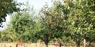 As leaves vary in shades of vermillion & saffron, their colors mimicking the flames of a bonfire, the change in climate brings a transformation in harvests.