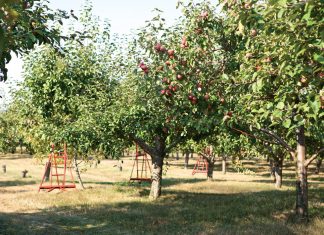 As leaves vary in shades of vermillion & saffron, their colors mimicking the flames of a bonfire, the change in climate brings a transformation in harvests.