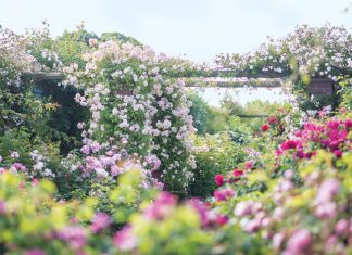 David Austin Roses