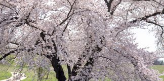 Cherry Blossoms: Spring's Splendor
