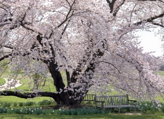 Cherry Blossoms: Spring's Splendor