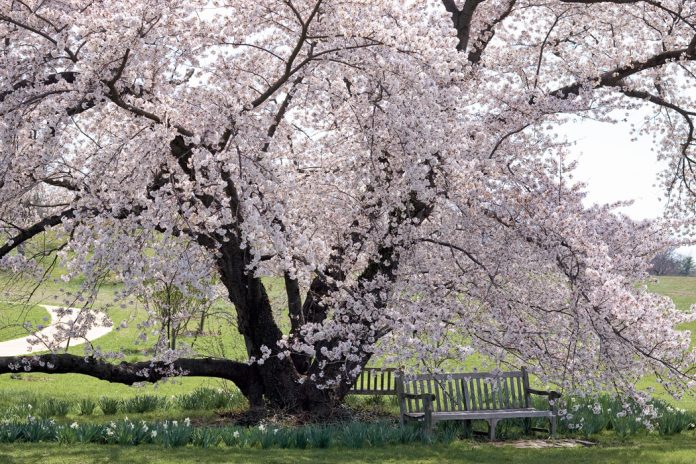 Cherry Blossoms: Spring's Splendor