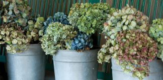 Gardener’s Delight