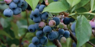 Blueberry Bliss
