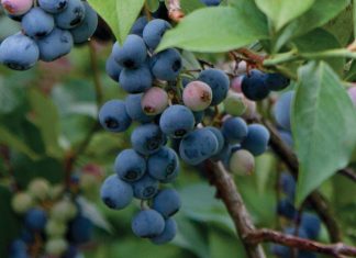 Blueberry Bliss