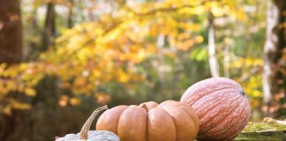 Decorating with Pumpkins