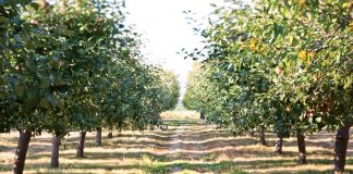 Apples Galore