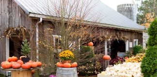 Picking a Perfect Pumpkin